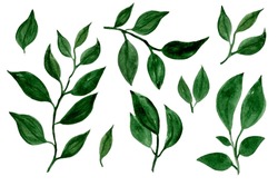 Watercolor designer elements set collection of green leaves,  greenery art foliage natural leaves herbs in watercolor style. Decorative beauty elegant illustration for design