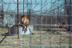 Male lion rescue behind cage during feeding in captivity