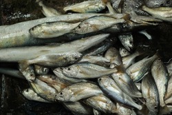 fresh fish in asian traditional market