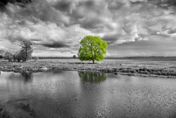 black and white landscape and green tree