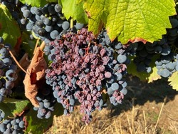Diseases black rot on grape fruits. In france vineyard 
