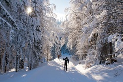 Cross country skiing in the forest, Sumava, Czech republic