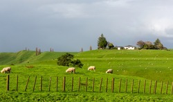 sheep farm in the field of newzealand 