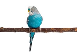 Blue budgie isolated on white background. Budgerigars bird or wavy parrot