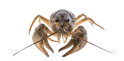 Live crayfish isolated on white background. Clipping path.