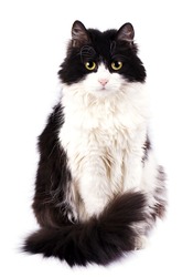 Black and white cat isolated on white