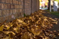 Lots of fallen autumn brown leaves on the sidewalk beside the brick wall. Focus on foreground. Beautiful fallen maple leaves. Copy space. Ballinteer, Dublin, Ireland