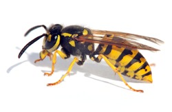 wasp isolateed on white background in latin Vespula