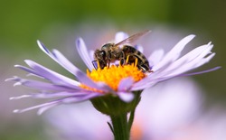 detail of bee or honeybee in Latin Apis Mellifera, european or western honey bee sitting on the violet or blue flower