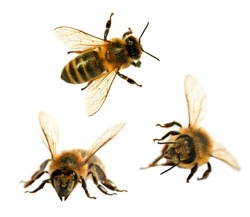 group of three bee or honeybee in Latin Apis Mellifera, european or western honey bee isolated on the white background, golden honeybees