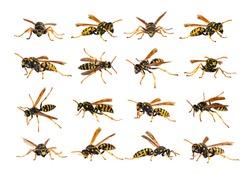 Set of European wasp German wasp or German yellow jacket isolated on white background in latin Vespula germanica