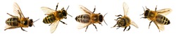 Set of five bees or honeybees in Latin Apis Mellifera, european or western honey bee isolated on the white background