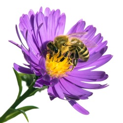 bee or honeybee in Latin Apis Mellifera, european or western honey bee sitting on the blue violet or purple flower isolated on white background