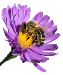 bee or honeybee in Latin Apis Mellifera, european or western honey bee sitting on the blue violet or purple flower isolated on white background
