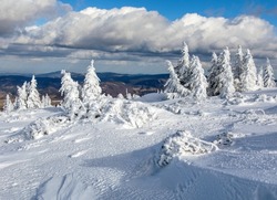 beautiful wintry view of snowy forest on mountains - Jeseniky mountains - Czech republic