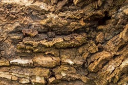 Texture of a tree bark change with age, if young have a smooth light coloured surface with horizontal striations. Bark on older poplars can be thick and dark and have fissures and deep cracks. 