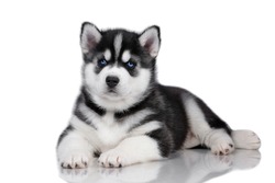 Cute little siberian husky puppy lying on a white background