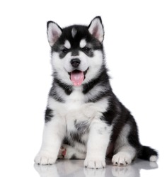 Cute little siberian husky puppy sitting on a white background