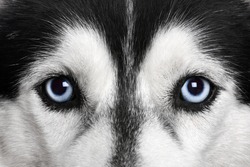 Blue eyes. Siberian Husky