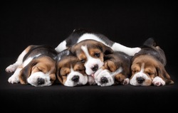 Five puppies sleeping