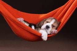 Small beagle puppy sleeping in a hammock