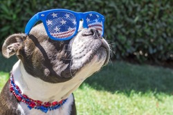 Cute Boston Terrier Dog Wearing Fourth of July Stars and Stripes Sunglasses and Necklace