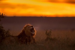 Lion roaring at sunrise ! Male Lion Yawns at the sunrise rimlight with fog. 