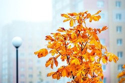 Yellow autumn horse chestnut leaves in selective focus in the mist of a city park. Golden autumn, sad mood.