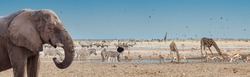 Elephant and wild African animals on the waterhole in Etosha National Park, Namibia. Panorama landscape of savannah with giraffes, herds of zebras and antelopes - view of wildlife of Africa.