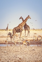 Vertical landscape with herds of Giraffes and group of antelopes in the natural habitat, view of wildlife in savannah of Africa. Wild African animals on a waterhole in Etosha National Park, Namibia. 