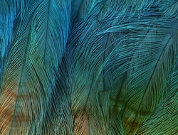 exotic texture feathers background, closeup bird wing