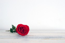 Fresh red rose flower on the white wooden shelf. White background.