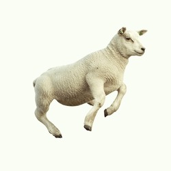Little sheep jumping in the air on a white background