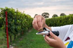 Measure grape beans in vineyards. Woman farmer measure grape sugar level with refractometer.