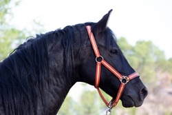 Portrait of a pretty black horse spanish