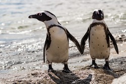A couple of Penguins at Boulders Beach-Simon´s Town /Capetown
