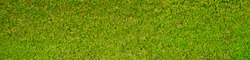 green moss texture Wallpaper, background with copy space