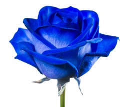 close-up blue rose isolated on white background macro
