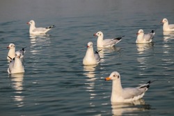 Seagulls Swims On The Water. Group of Seagulls. Water Wild Birds. Waves and Lake. Wildlife Photography 