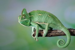 The Veiled Chameleon is a species of chameleon native to Yemen and Saudi Arabia. Other common names are Cone-head chameleon and Yemen chameleon.