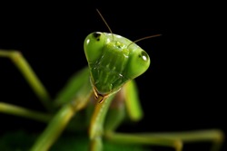 Close up photo of a Green Praying Mantis (Mantis religiosa)