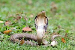 The King Cobra (Ophiophagus hannah) is the world's longest venomous snake.
