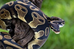The Ball Python (Python regius) also called the Royal Python, is a python species native to West and Central Africa.