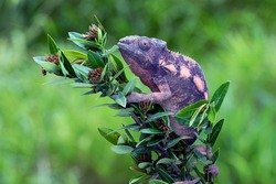 The Female Panther Chameleon (Furcifer pardalis) on a tree branch. The Female Panther Chameleon have a dull brown coloration with hints of pink or bright orange patterning throughout the body.