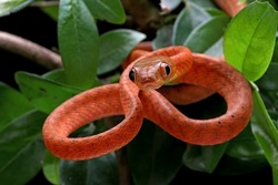 Baby Red Boiga Snake (Boiga nigriceps) closeup on tree.