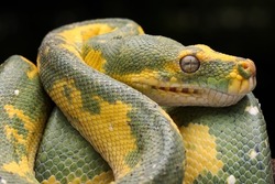 Closeup Green Tree Python (Morelia viridis). This Green Tree Python is a rare species from Papua, Indonesia.