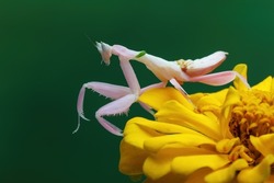 Flower Mantis or Orchid Mantis  (Hymenopus coronatus) is a mantis from Southeast Asia. 