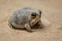 The Desert Rain Frog, Web-footed Rain Frog, or Boulenger's Short-headed Frog (Breviceps macrops) is a species of frog in the family Brevicipitidae. It is found in Namibia and South Africa.