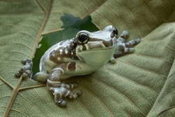 The Amazon Milk Frog (Trachycephalus resinifictrix) or Blue Milk Frog on a leaf.