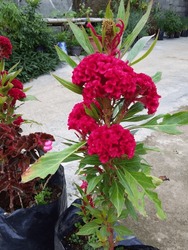A maroon flower with a Latin name, Celosia Cristata.